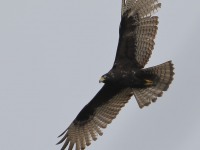 819A0031Zone-tailed_Hawk