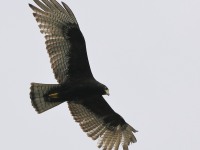 819A0044Zone-tailed_Hawk