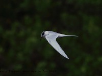 819A0059Forsters_Tern