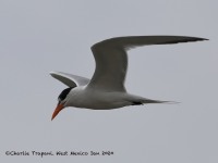 819A0065Royal_Tern