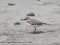 819A0074Snowy_Plover