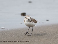 819A0076Snowy_Plover