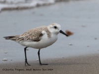 819A0077Sanderling