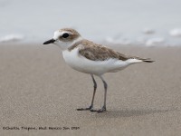 819A0080Snowy_Plover