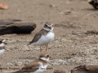 819A0083Wilsons_Plover