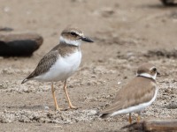 819A0086Wilsons_Plover