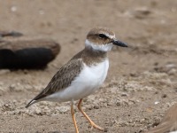 819A0088Wilsons_Plover