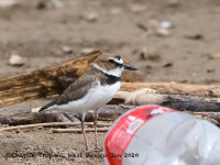 819A0096Wilson's Plover