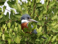 819A0101Ringed_Kingfisher