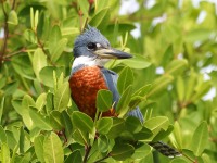 819A0108Ringed_Kingfisher
