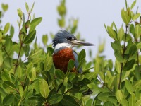 819A0121Ringed_Kingfisher