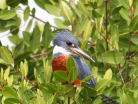 819A0125Ringed_Kingfisher