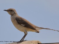 819A0180Tropical_Mockingbird