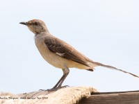 819A0181Tropical_Mockingbird