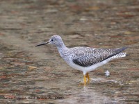 819A0191Lesser-Yellowlegs