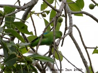 819A0212Mexican_Parrotlet