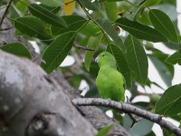 819A0224Mexican_Parrotlet