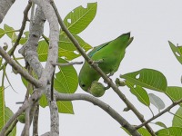 819A0244Mexican_Parrotlet