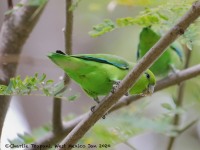 819A0256Mexican_Parrotlet