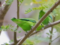 819A0259Mexican_Parrotlet