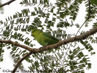 819A0268Mexican Parrotlet