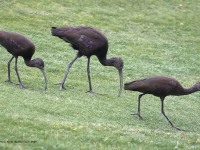 819A0286White-faced_Ibis