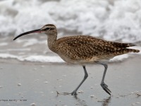 819A4085Whimbrel