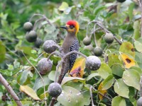 819A4131Golden-cheeked_Woodpecker