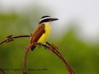 819A4138Great_Kiskadee