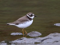 819A4213Semipalmated_Plover