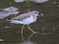 819A4216Greater_Yellowlegs