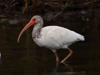 819A4222White_Ibis