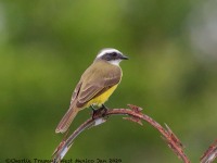 819A4264Social_Flycatcher