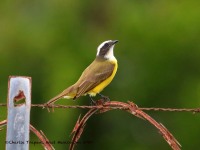 819A4267Social_Flycatcher