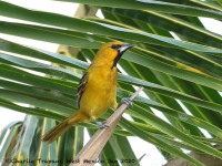 819A4314Orchard_Oriole