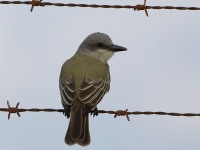 819A4320Tropical_Kingbird