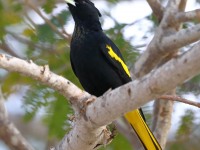 819A4328Yellow-winged_Cacique