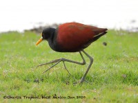 819A4348Northern_Jacana
