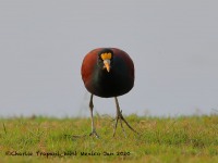 819A4373Northern_Jacana