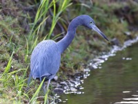 819A4387Little_Blue_Heron