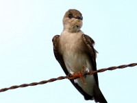 819A4411Northern_Rough-winged_Swallow