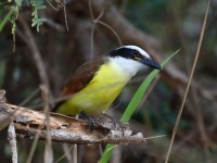 819A4427Great_Kiskadee