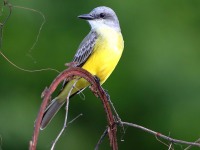 819A4430Tropical_Kingbird