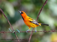 819A4457Streak-backed_Oriole