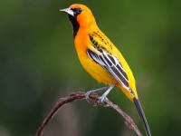 819A4490Streak-backed_Oriole