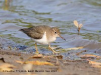 819A4501Spotted_Sandpiper