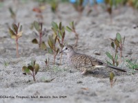 819A4509Inca_Dove