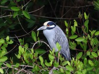 819A4513Yellow-crowned_Night-Heron