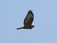 819A4514Short-tailed_Hawk