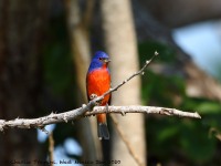 819A4524Painted_Bunting